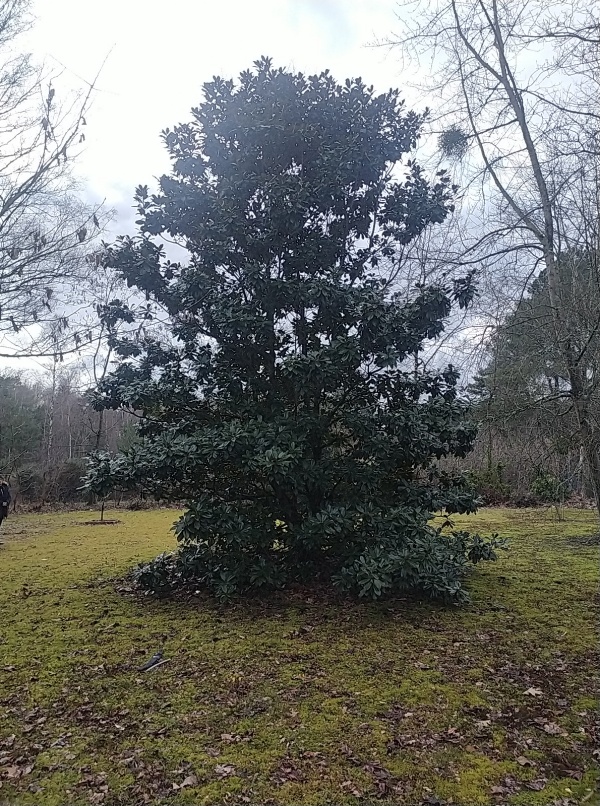 MAGNOLIA grandiflora avant remonte de couronne