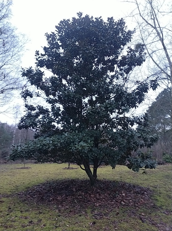 MAGNOLIA grandiflora apres remonte de couronne